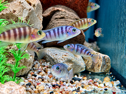 Lambardoi Maulbrüter Pseudotropheus lombardoi