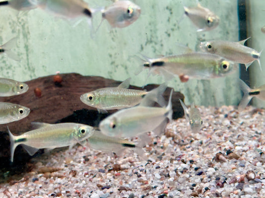 Langflossensalmler Bryconalestes I Brycinus longipinnis