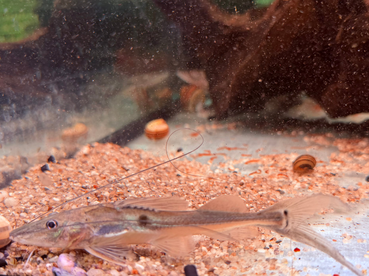Langschwanz Spatelwels Platysilurus mucosus  10 cm