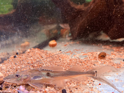 Langschwanz Spatelwels Platysilurus mucosus  10 cm