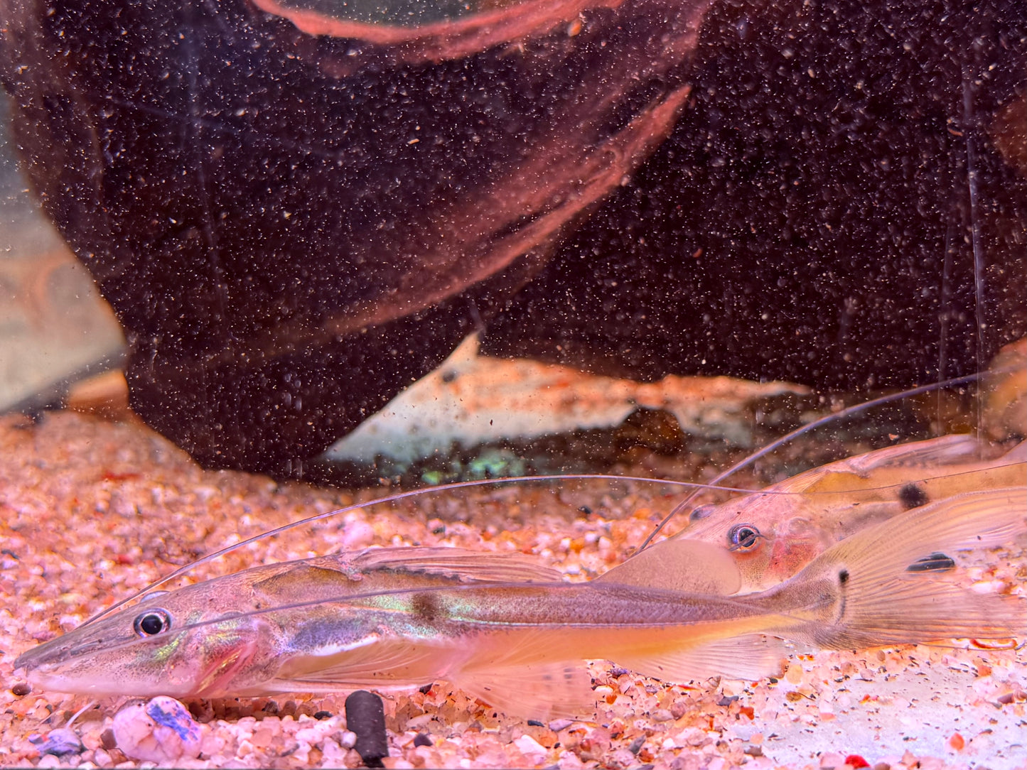 Langschwanz Spatelwels Platysilurus mucosus  10 cm