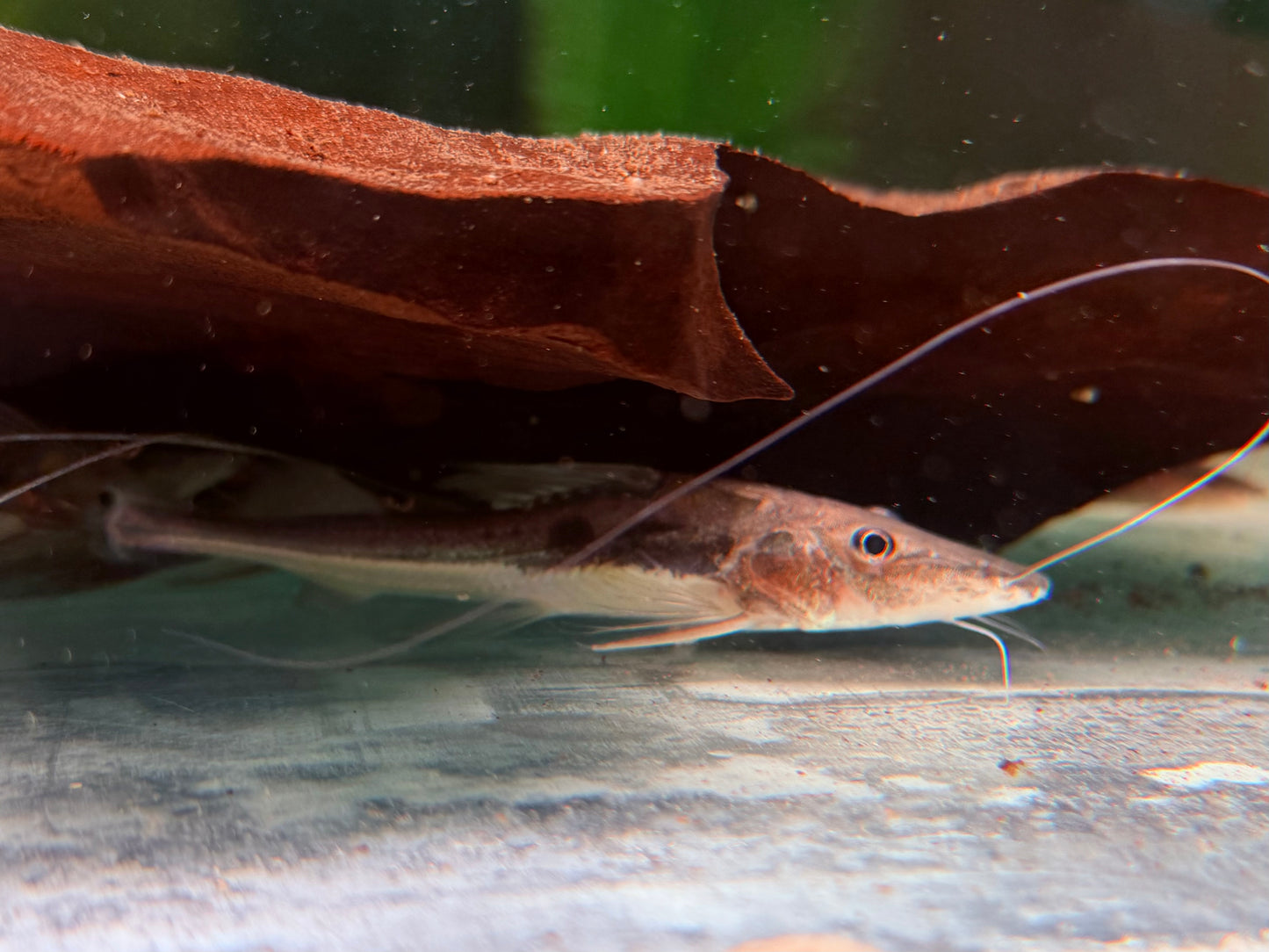 Langschwanz Spatelwels Platysilurus mucosus  10 cm
