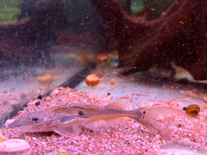 Langschwanz Spatelwels Platysilurus mucosus  10 cm