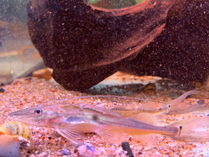 Langschwanz Spatelwels Platysilurus mucosus  10 cm
