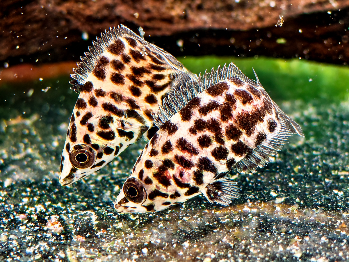 Leopard Buschfisch Ctenopoma acutirostre 5-6 cm