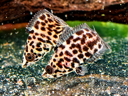 Leopard Buschfisch Ctenopoma acutirostre 5-6 cm