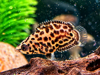 Leopard Buschfisch Ctenopoma acutirostre 5-6 cm