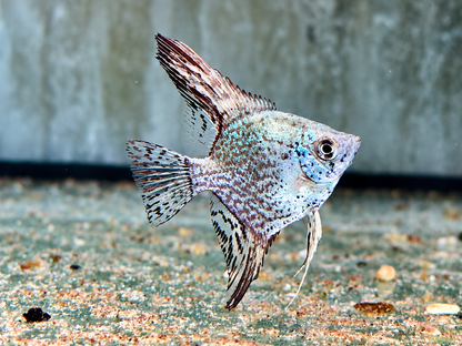 Leopard Skalar Pterophyllum scalare