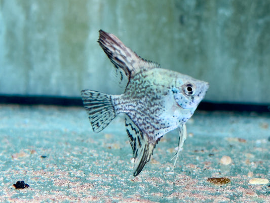 Leopard Skalar Pterophyllum scalare