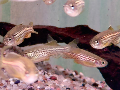Leopardbärbling Brachydanio frankei