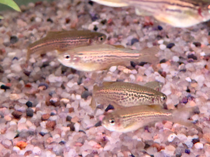 Leopardbärbling Brachydanio frankei