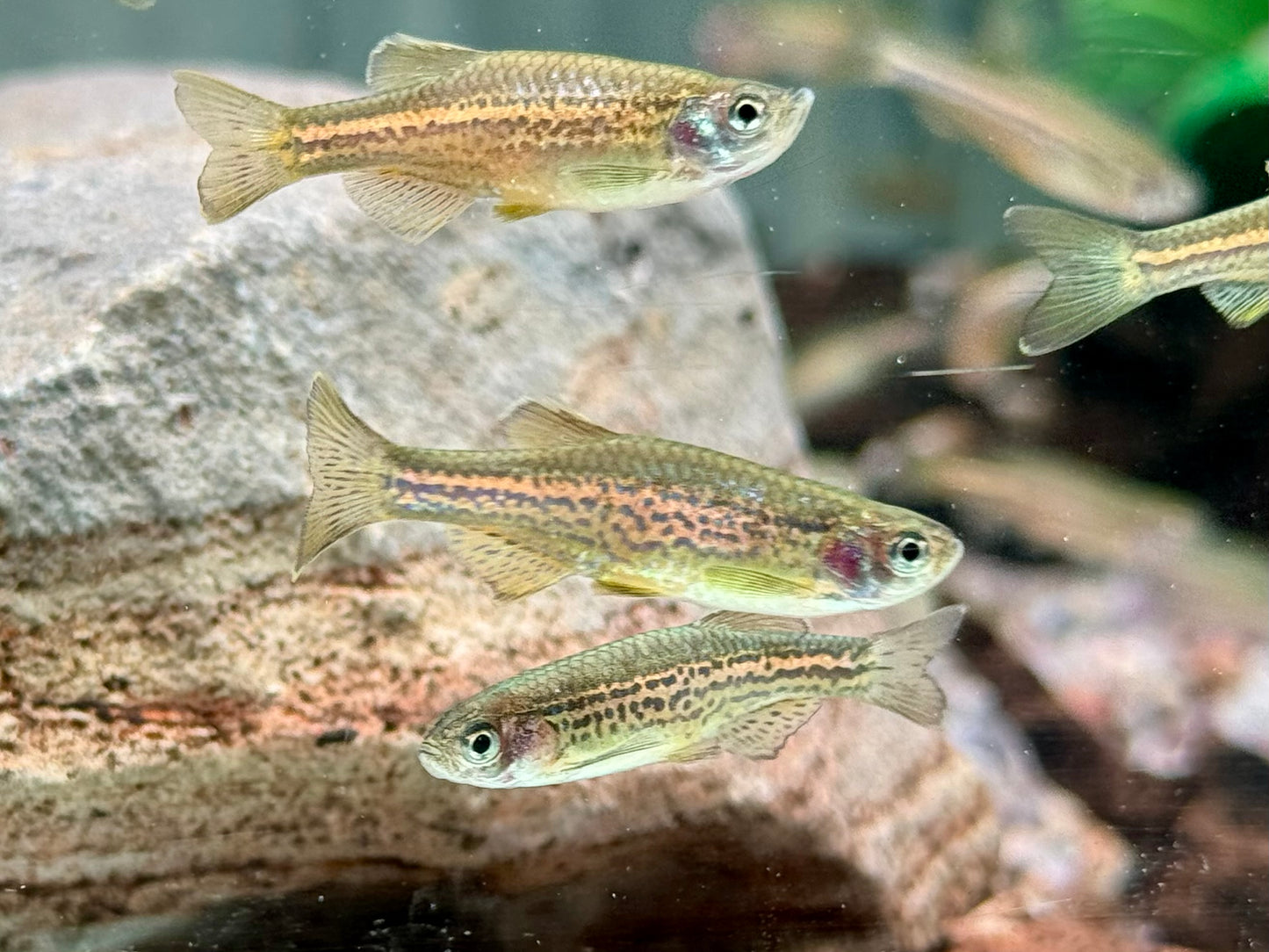 Leopardbärbling Brachydanio frankei