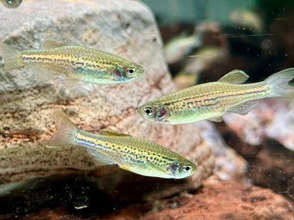 Leopardbärbling Brachydanio frankei