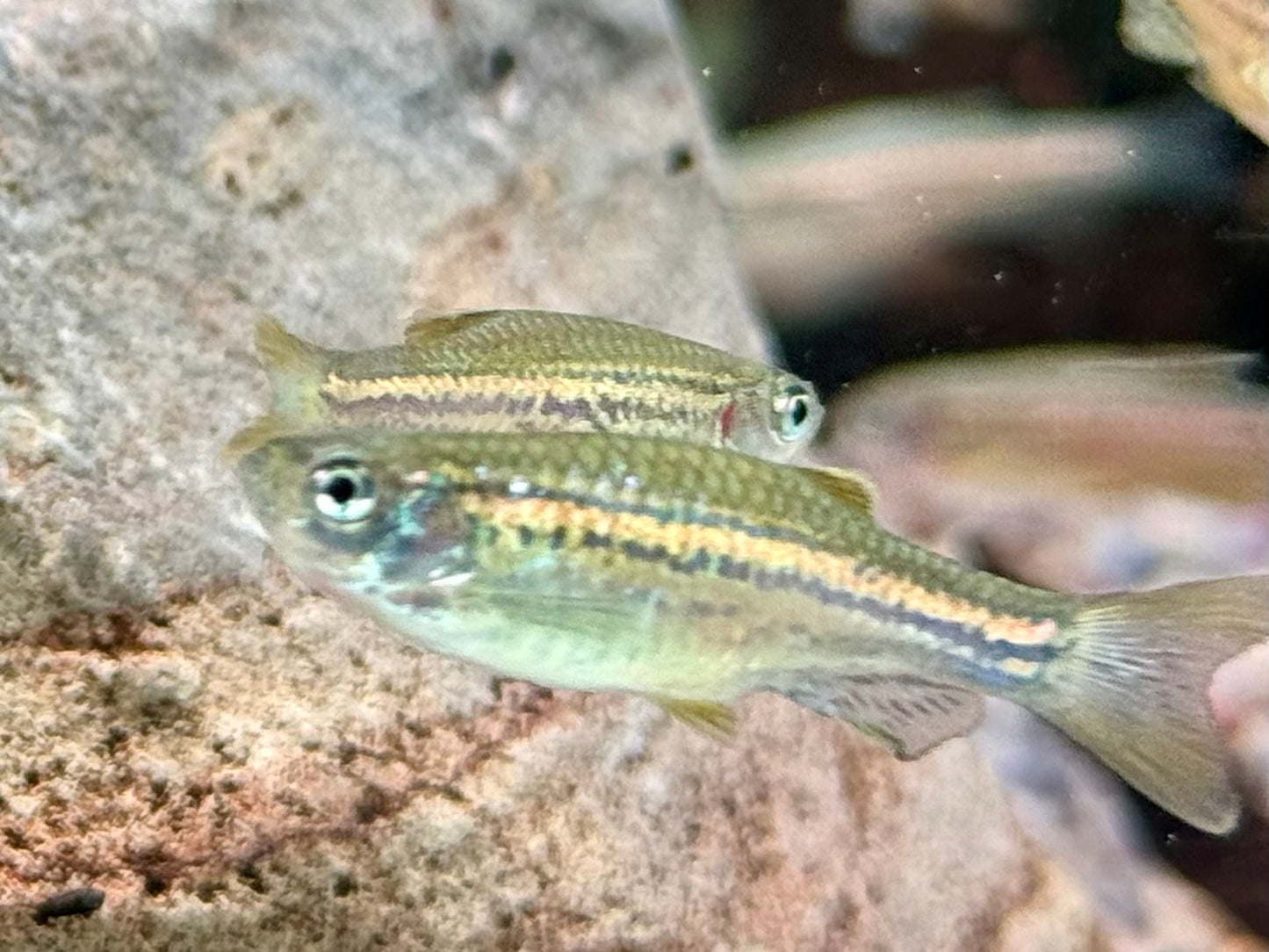 Leopardbärbling Brachydanio frankei