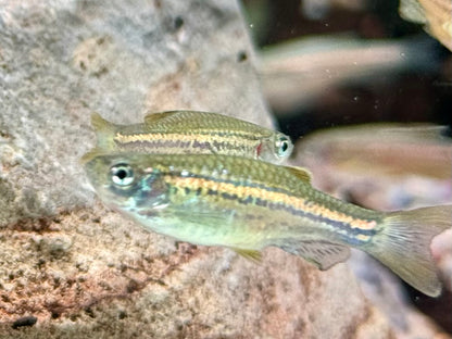 Leopardbärbling Brachydanio frankei