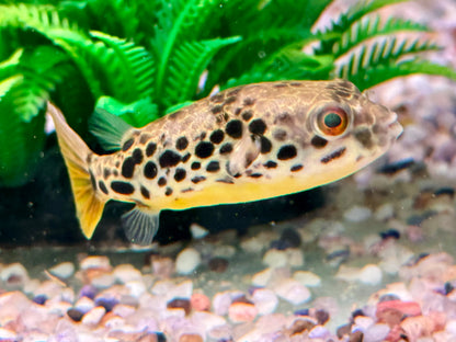 Leopardkugelfisch Tetraodon schoutedeni