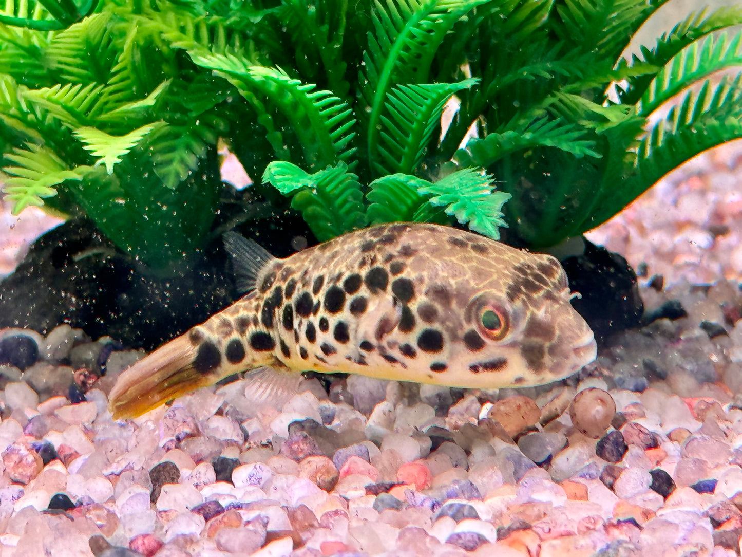 Leopardkugelfisch Tetraodon schoutedeni
