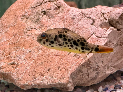 Leopardkugelfisch Tetraodon schoutedeni