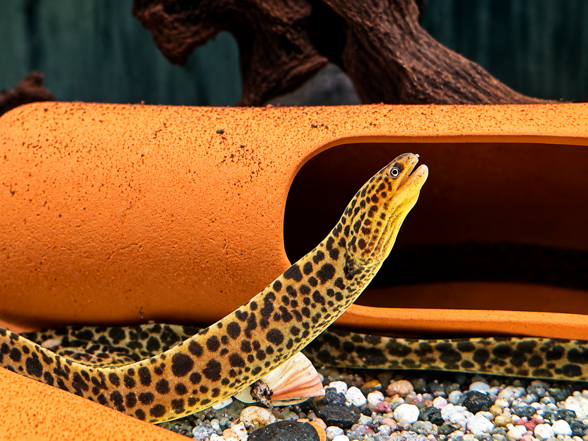 Leopardmuräne Gymnothorax polyuranodon