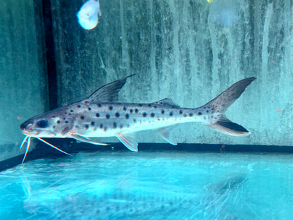 Lince Catfish Platynematichthys notatus 20-22 cm