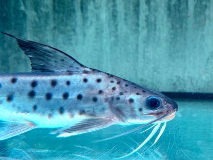Lince Catfish Platynematichthys notatus 20-22 cm