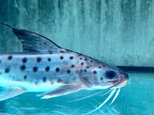 Lince Catfish Platynematichthys notatus 20-22 cm