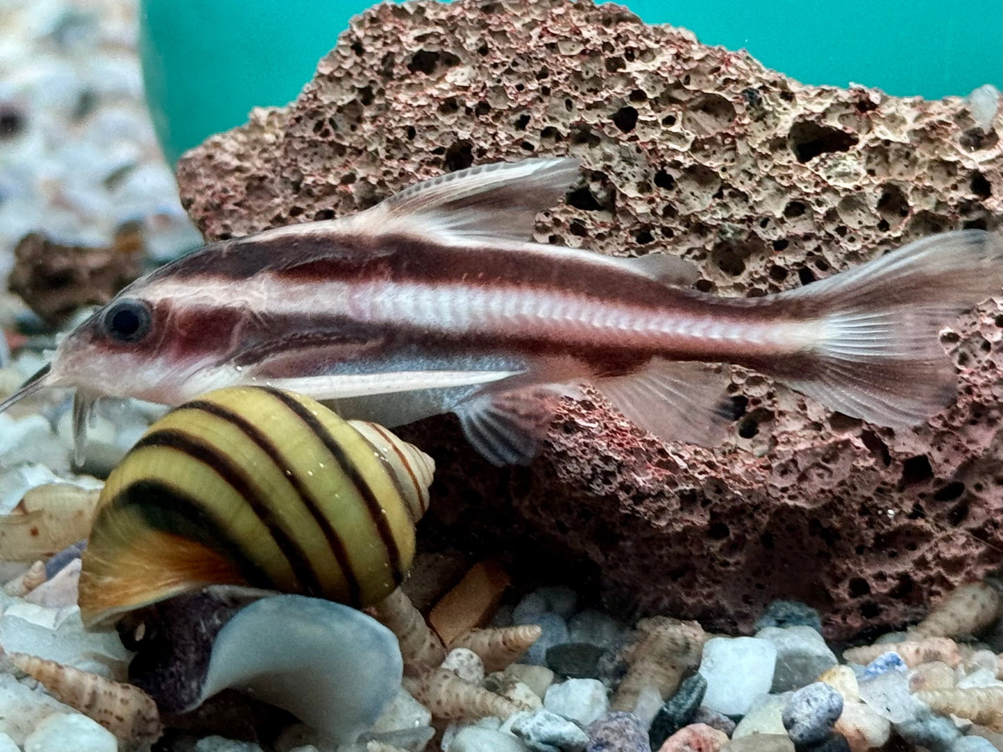 Liniendornwels Platydoras costatus