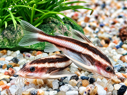 Liniendornwels Platydoras costatus
