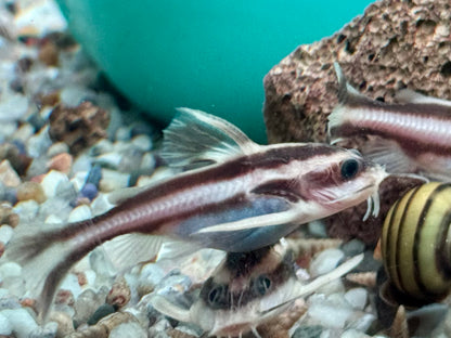 Liniendornwels Platydoras costatus