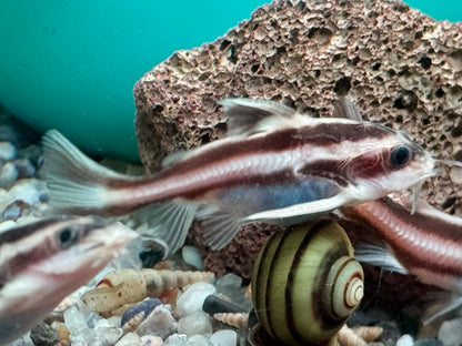 Liniendornwels Platydoras costatus