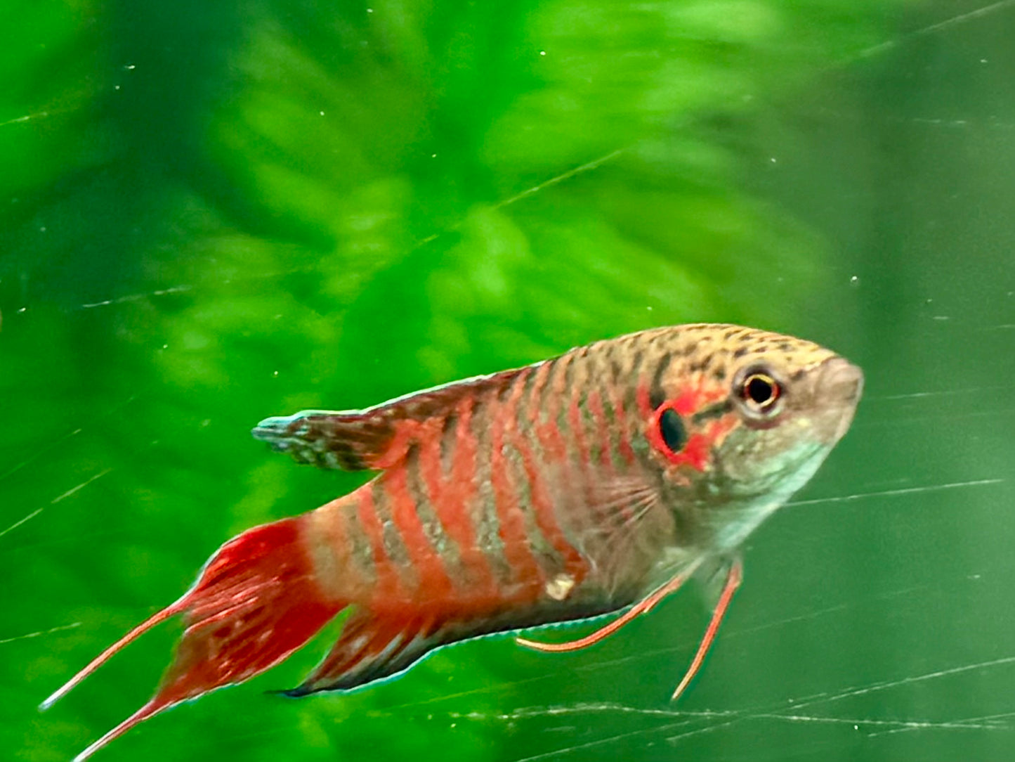 Makropode Macropodus opercularis
