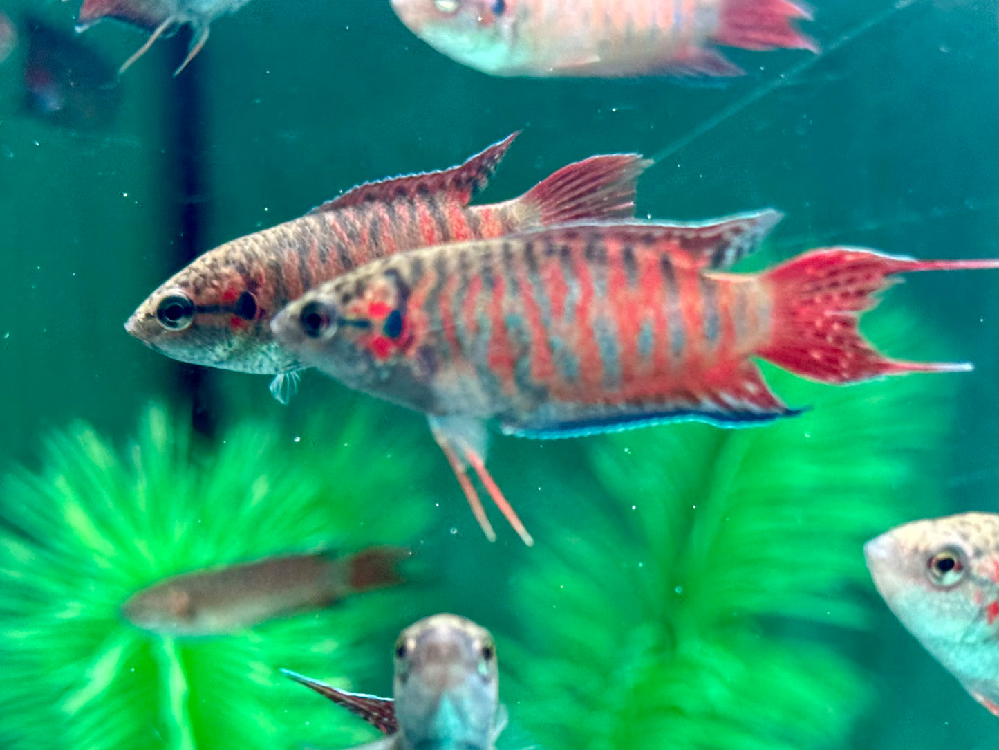 Makropode Macropodus opercularis