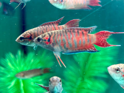 Makropode Macropodus opercularis