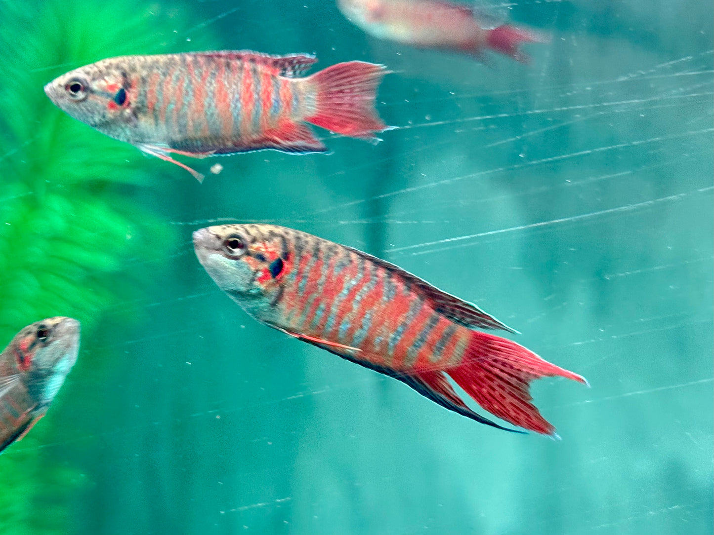 Makropode Macropodus opercularis