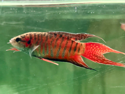 Makropode Macropodus opercularis