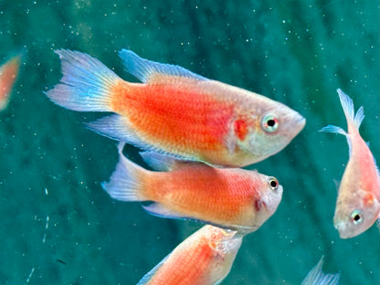 Makropode super rot Macropodus opercularis