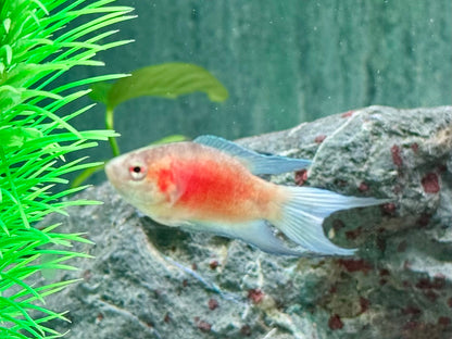 Makropode super rot Macropodus opercularis