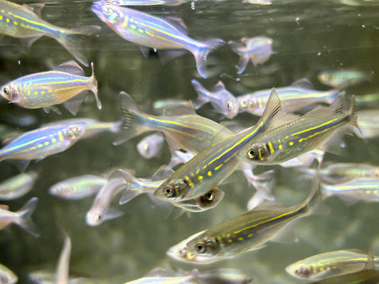 Malabarbärbling Danio malabaricus