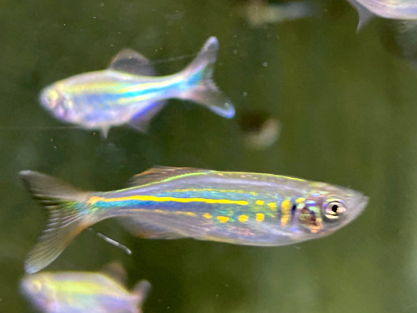 Malabarbärbling Danio malabaricus