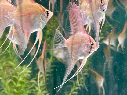 Manacapuru Rotrücken Skalar Pterophyllum spec.