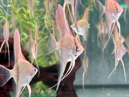 Manacapuru Rotrücken Skalar Pterophyllum spec.