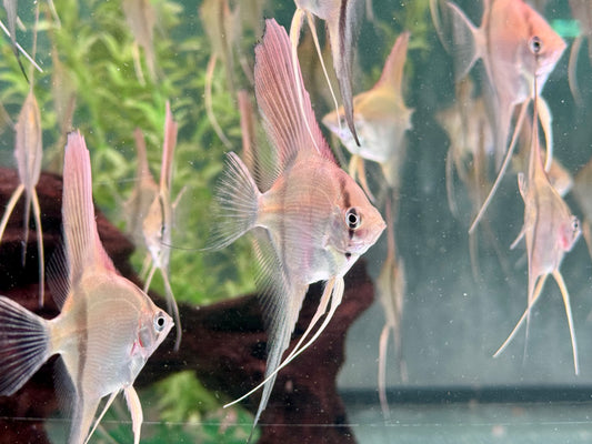 Manacapuru Rotrücken Skalar Pterophyllum spec.