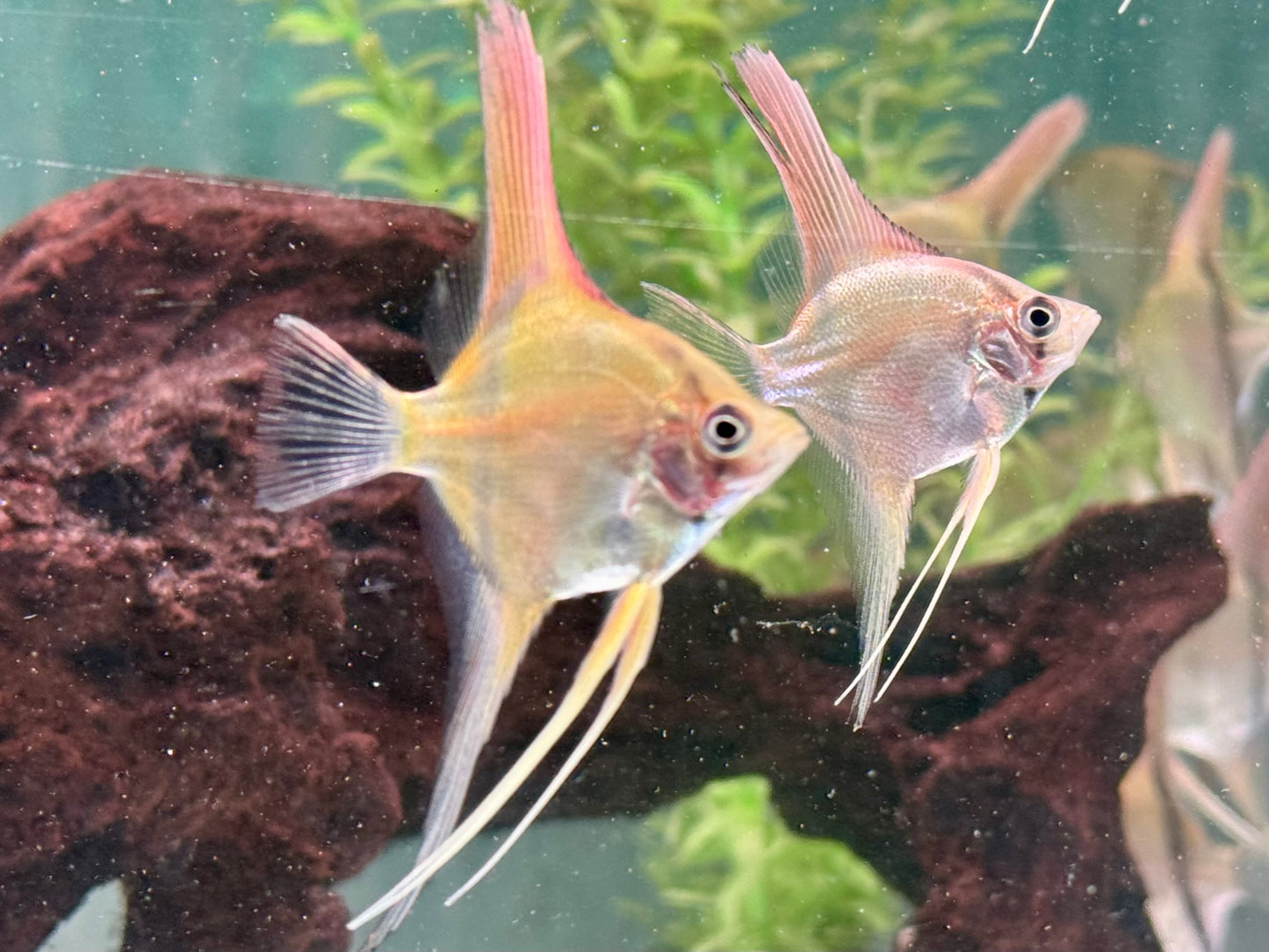 Manacapuru Rotrücken Skalar Pterophyllum spec.