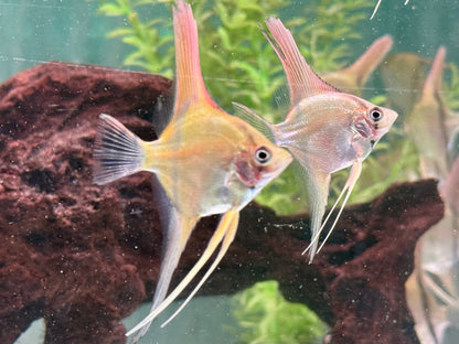 Manacapuru Rotrücken Skalar Pterophyllum spec.