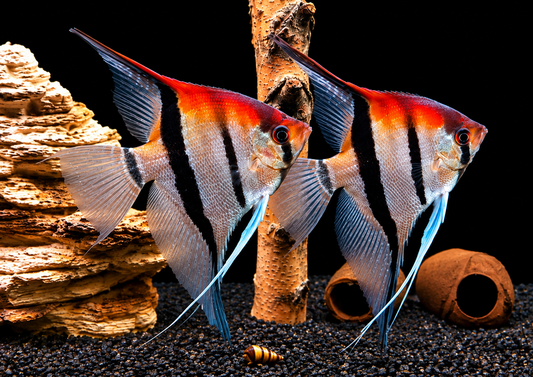 Manacapuru Rotrücken Skalar Pterophyllum spec.