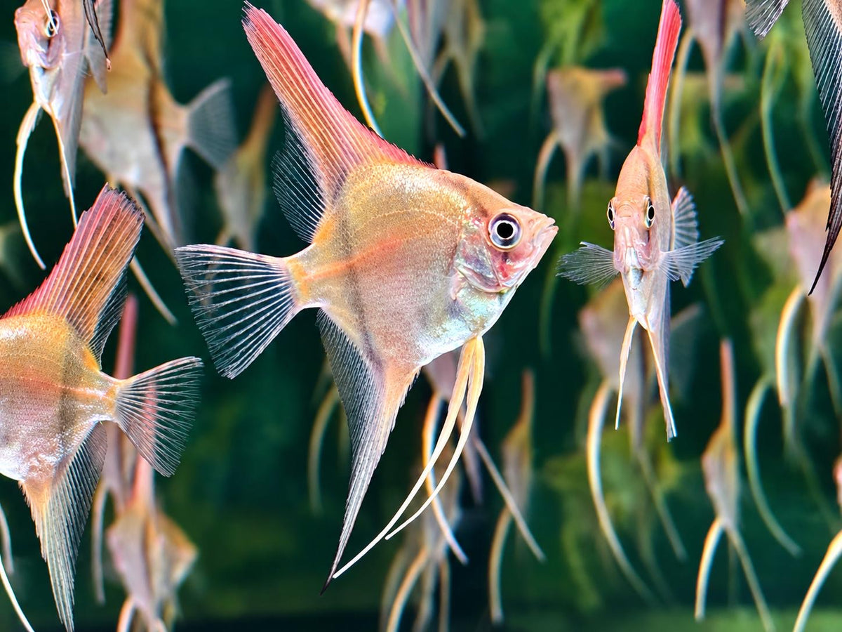 Manacapuru Rotrücken Skalar Pterophyllum scalare