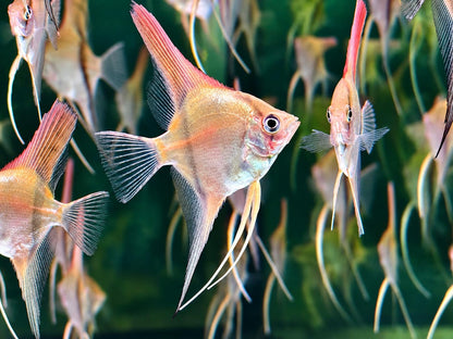 Manacapuru Rotrücken Skalar Pterophyllum scalare