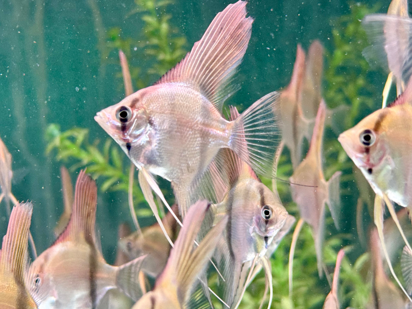 Manacapuru Rotrücken Skalar Pterophyllum spec.
