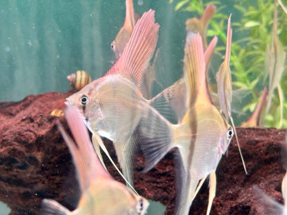 Manacapuru Rotrücken Skalar Pterophyllum spec.