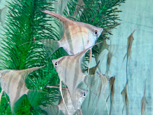 Manacapuru Rotrücken Skalar Pterophyllum spec. L-XL